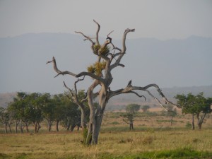 שמורת קידפו - אוגנדה