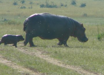 היפופוטמים, לידות וריחות חדשים